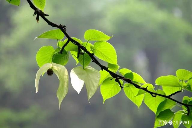 贵州6.jpeg 贵州6.jpeg