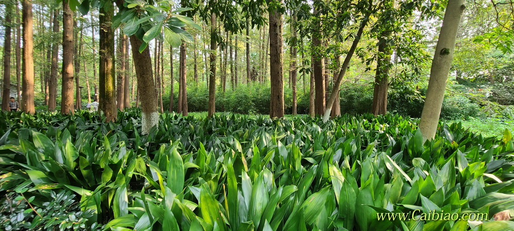 西湖美景 西湖美景